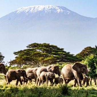 Elephants Kilimanjaro