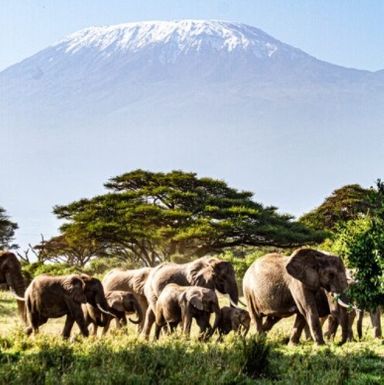 Elephants Kilimanjaro