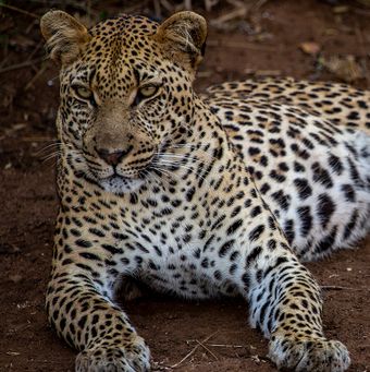 Imbali leopard